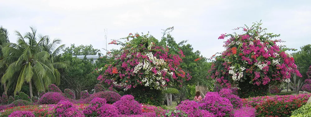 1478840364453000687.jpg 興隆熱帶花園