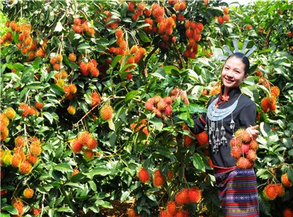 紅毛丹