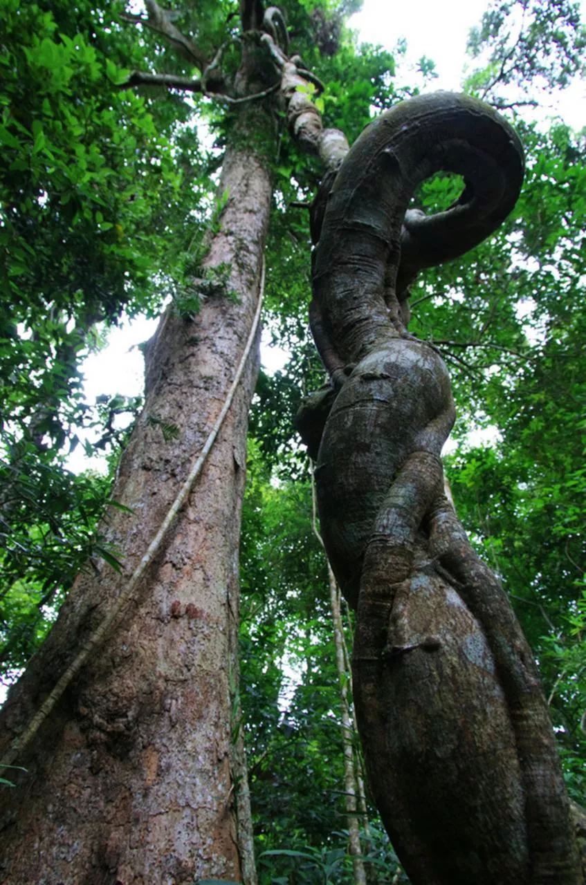 亞龍灣人間天堂鳥巢度假村雨林奇觀絞殺
