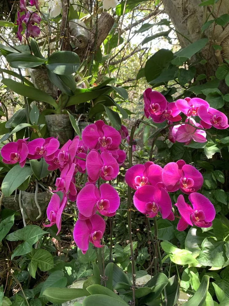 海南三亞亞龍灣熱帶天堂森林公園蘭花谷蘭花