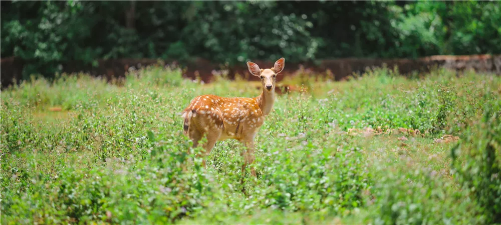 1526871241865069659.jpg 東山-野生動物園 (50)_副本.jpg